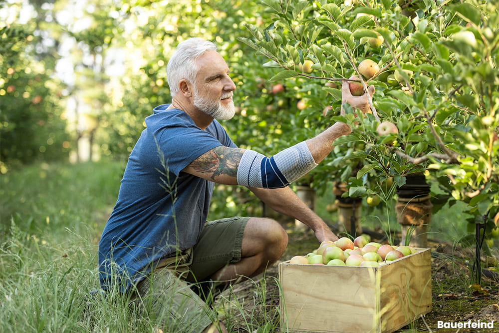 Ein Mann mit Ellenbogen Bandage hockt in einer Apfelplantage und erntet Früchte.